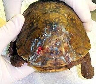 heridas en caparazón de tortuga