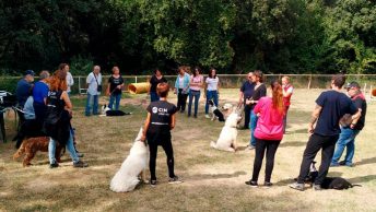 curso-educador-canino-cim-min|curso-educador-canino-cim