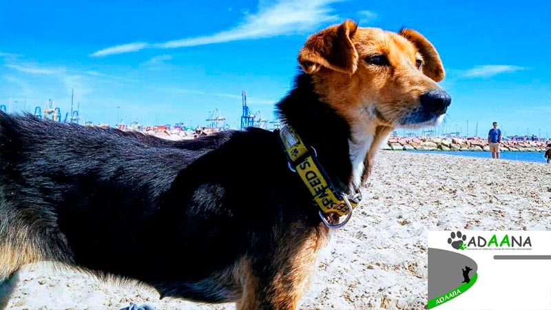 dolsa-apadrinamiento|dolsa-apadrinada