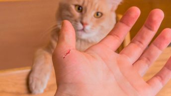 Un gato mira la herida de una persona