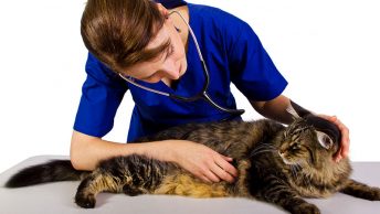 Veterinaria explorando a un gato