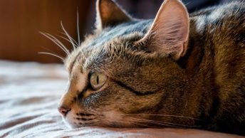 Gato tumbado y cabeza apoyada en la cama
