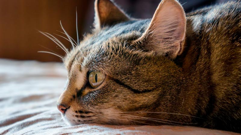 Gato tumbado y cabeza apoyada en la cama