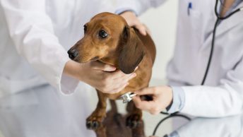 Perro con enfermedad autoinmune