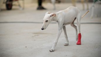 enzo-apadrinamiento-podencos-sos