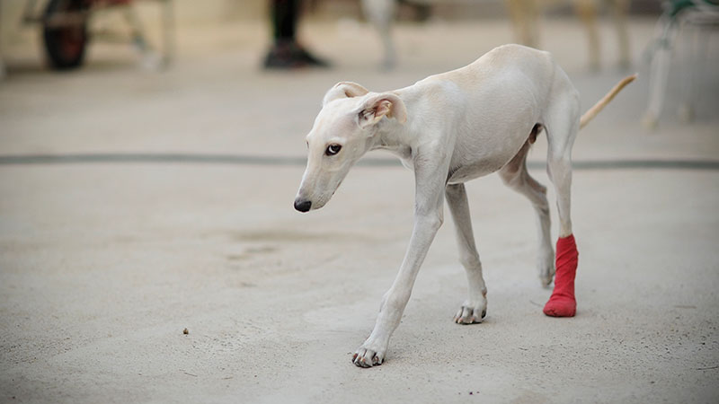 enzo-apadrinamiento-podencos-sos