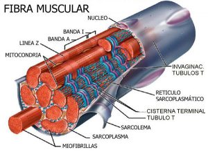 estructura-fibra-muscular