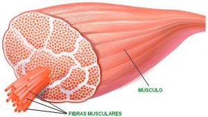 fibras musculares