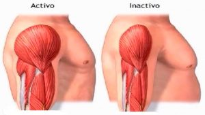fibras-musculares-activas-inactivas