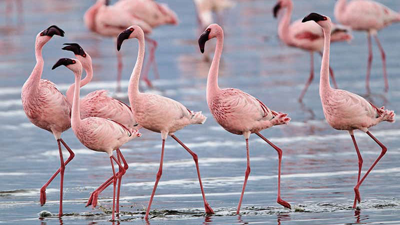 Las especies más afectadas por el cambio climático 11 flamencos