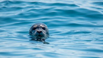 Foca asoma la cabeza