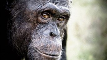 fundacion-mona|logo-Fundacion-MONA|fundacio-mona