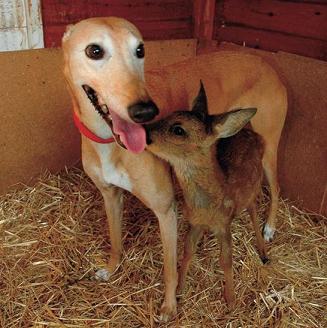 galgo-adopta-ciervo-CIMFormacion|Wilma-perro-bombero-CIMFormacion|pearl-labrador-rescate-CIMFormacion|pitbull-terapia-niños-CIMFormacion|golden-retriever-terapia-asistida-perros-CIMFormacion|pitbull-terapia-con-animales-ninos