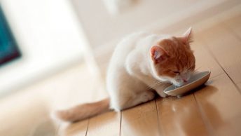 Gato tomando leche