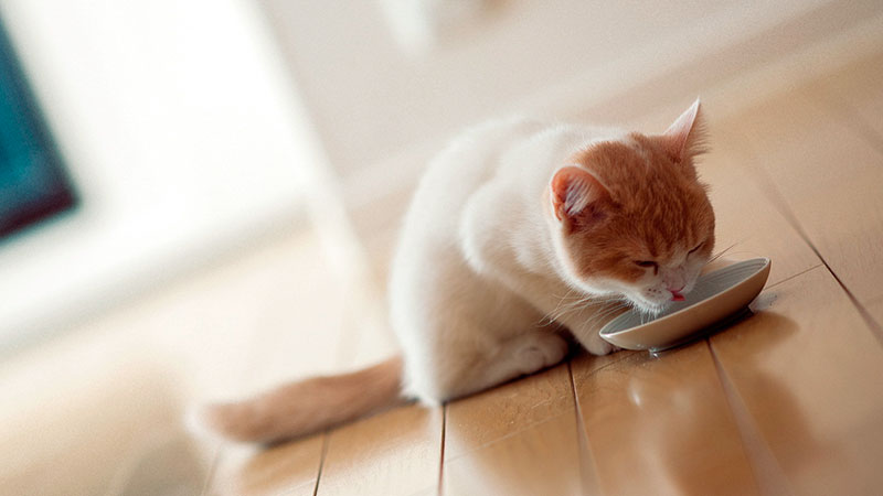 Alimentos que los gatos no deben comer 1 Gato tomando leche