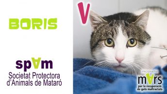 gato-boris-protectora-de-mataro-spam|boris-protectora-de-mataro-spam|perro-abandonado-en-la-carretera