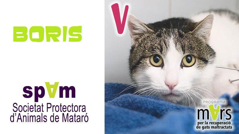 gato-boris-protectora-de-mataro-spam|boris-protectora-de-mataro-spam|perro-abandonado-en-la-carretera