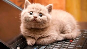 Gato tumbado sobre el teclado de un ordenador