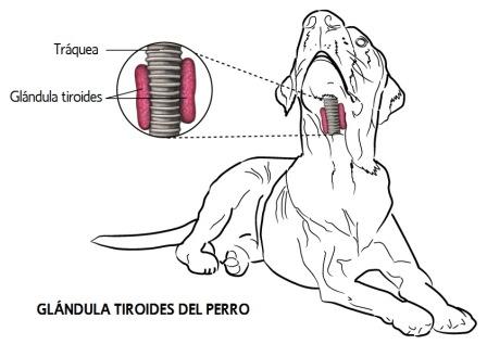 glandula tiroides en el perro