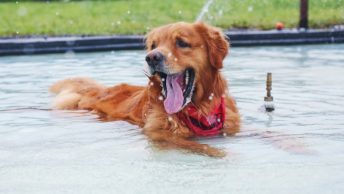 golden-retriever-dentro-fuente-min