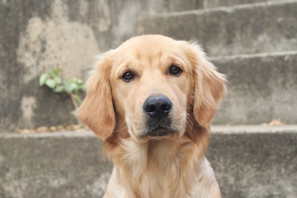 Diez razas de perros para niños 3