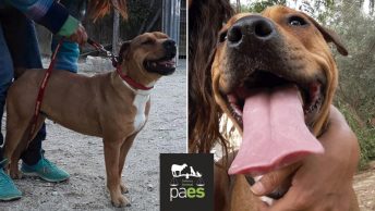 hanna-apadrinamiento2