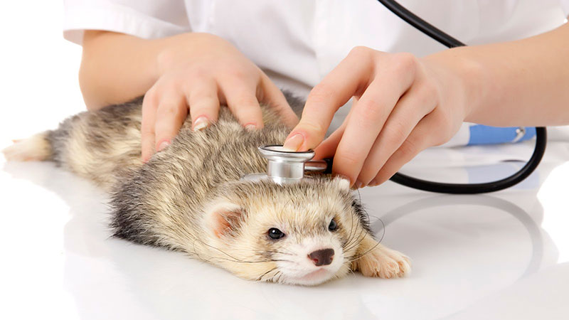 Veterinario auscultando a un hurón