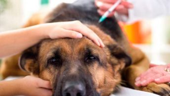Veterinario suministra inyección a un perro