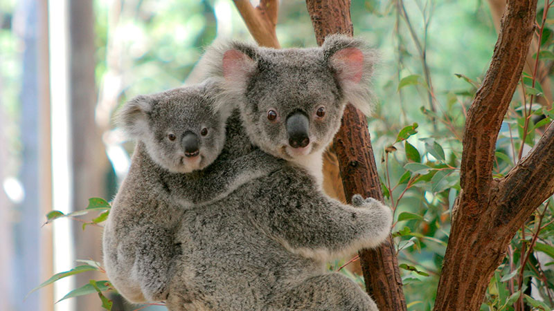 Las especies más afectadas por el cambio climático 12 Koalas
