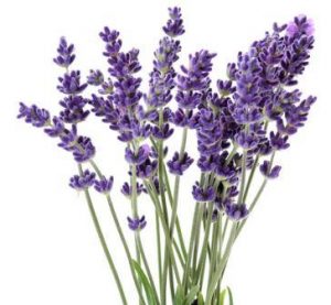 lavanda