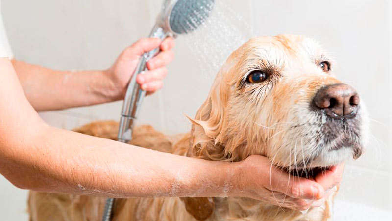 Lavando el pelo de un perro