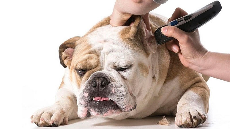 Cortando los pelos de las orejas de un perro