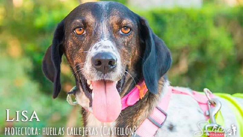 lisa-perro-adopcion-protectora-animales-huellas-callejeras-castellon