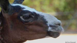 llama-Arca-de-Noe-Alicante