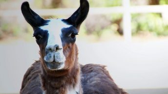 llama-Arca-de-Noe-Alicante|llama-Arca-de-Noe|llama-Arca-de-Noe-Alicante|arca-de-noe-alicante