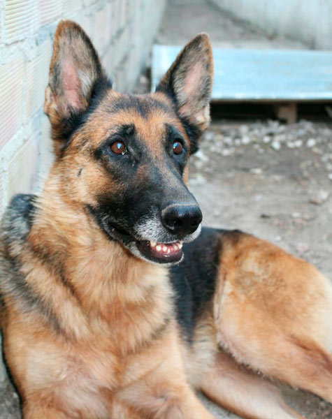 Lola, apadrinada del mes