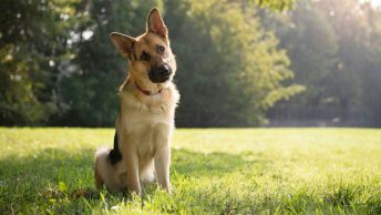Perro pensativo, analizando