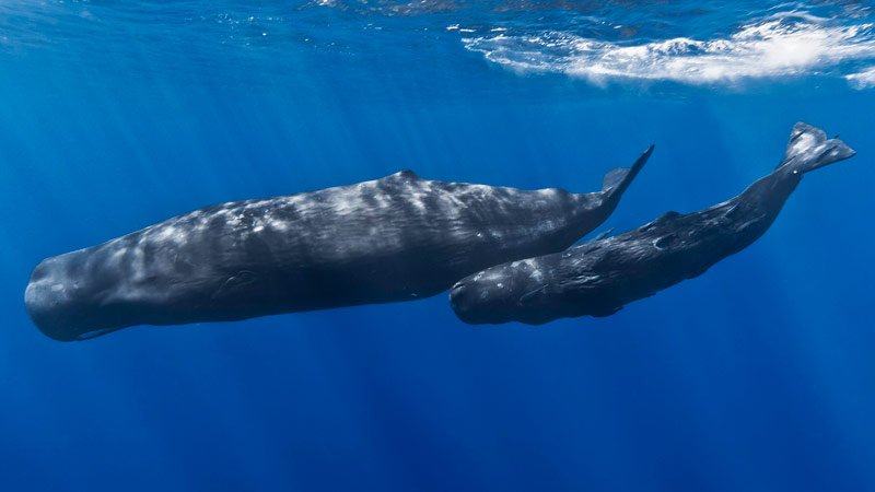 Ballenas durmiendo en grupo