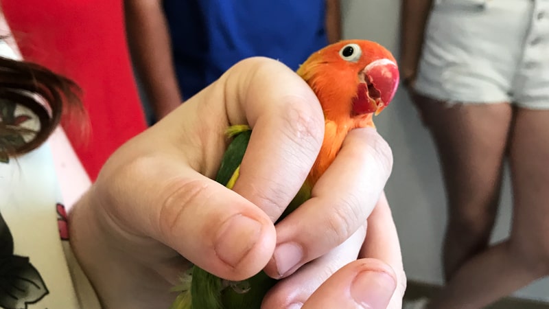 Cómo manejar y examinar aves exóticas y reptiles 1