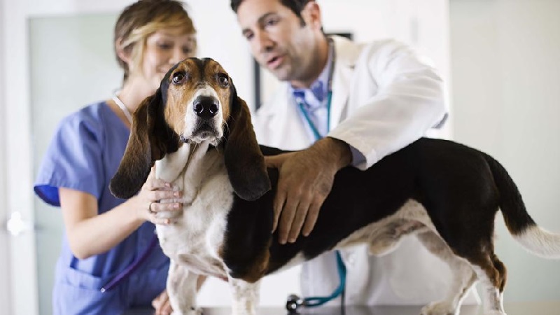 Veterinarios sujetando a un perro en consulta