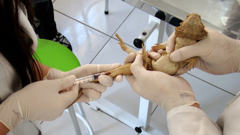 Cómo manejar y examinar aves exóticas y reptiles 2