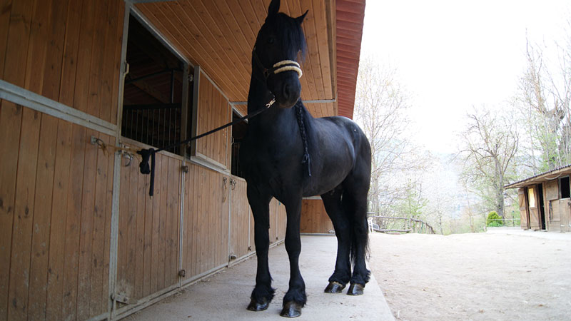 Cuidado de los cascos del caballo