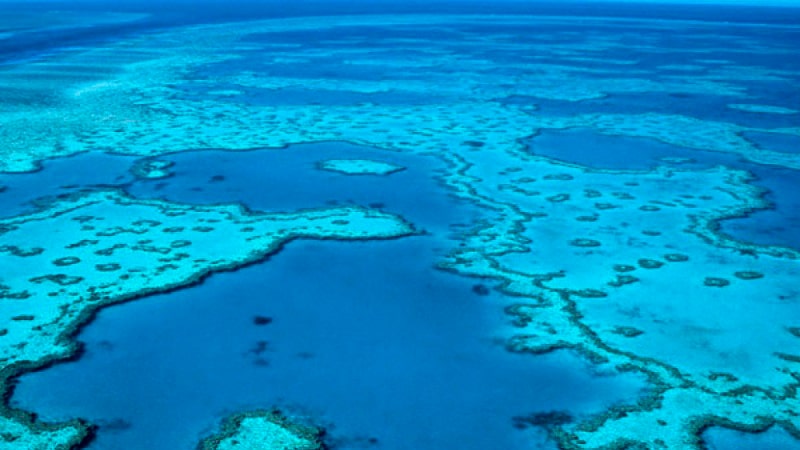 Los peligros que amenazan la vida marina 1