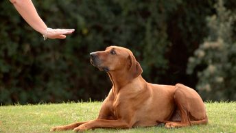 ordenes-basicas-de-obediencia-canina