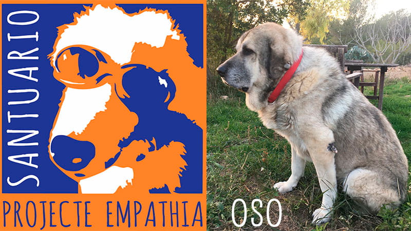 oso-projecte-empathia-min|apadrinamiento-oso-perro-projecte-empathia-de-valls