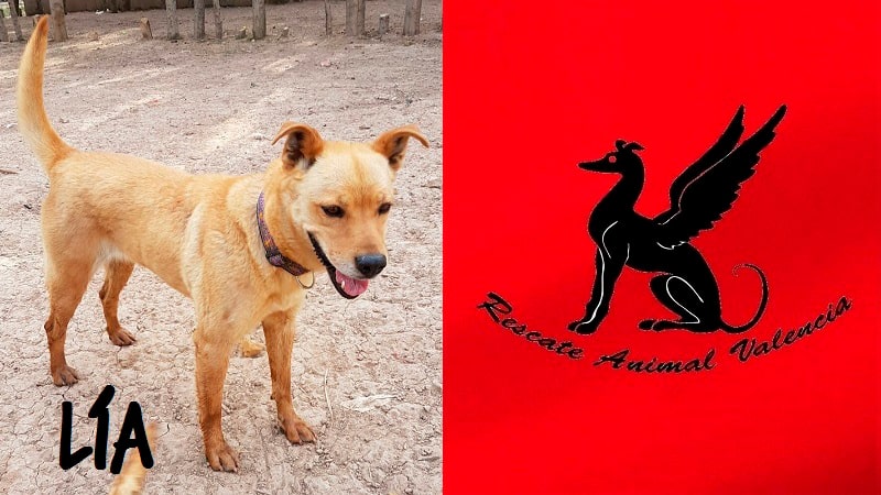 perra-lia-rescate-animal-min