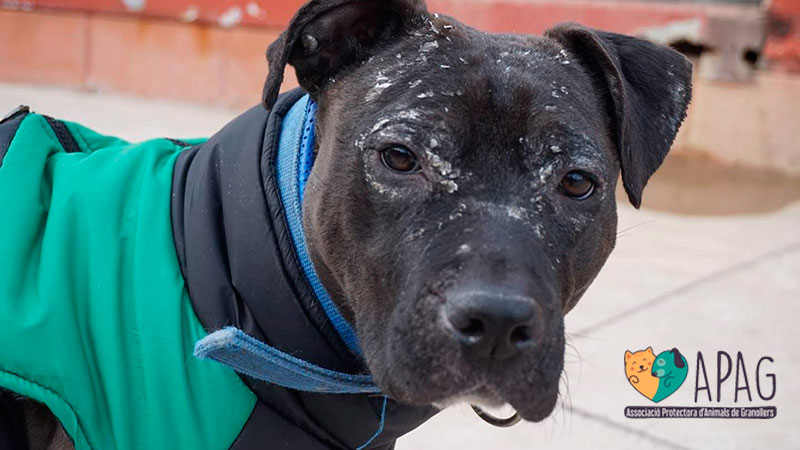 Perrita pitbull Afri, de la protectora de animales de Granollers