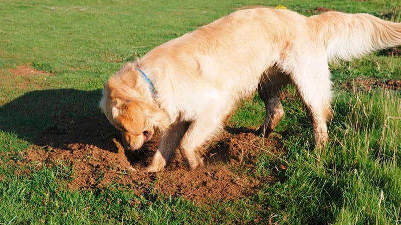 Perro cavando en el jardín