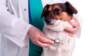 perro-con-diabetes