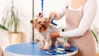 perro-en-la-peluqueria-canina|interior-de-tienda-peluqueria-canina|peluqueria-canina-movil-furgoneta